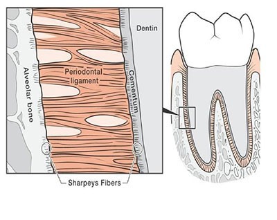 b2ap3_thumbnail_ortodonsi21 در درمان ارتودنسی چگونه دندان حرکت می کند؟